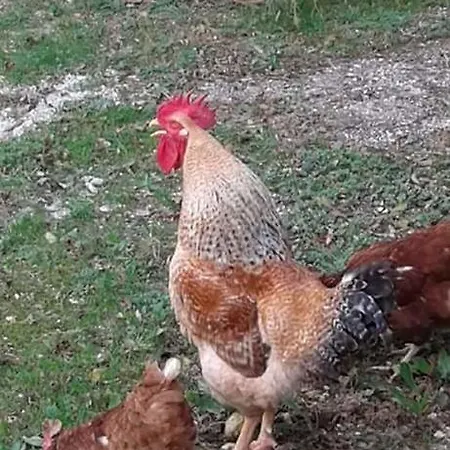 ファームステイ Casale Fabrizi Agriturismo