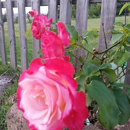 Casale Fabrizi Agriturismo *